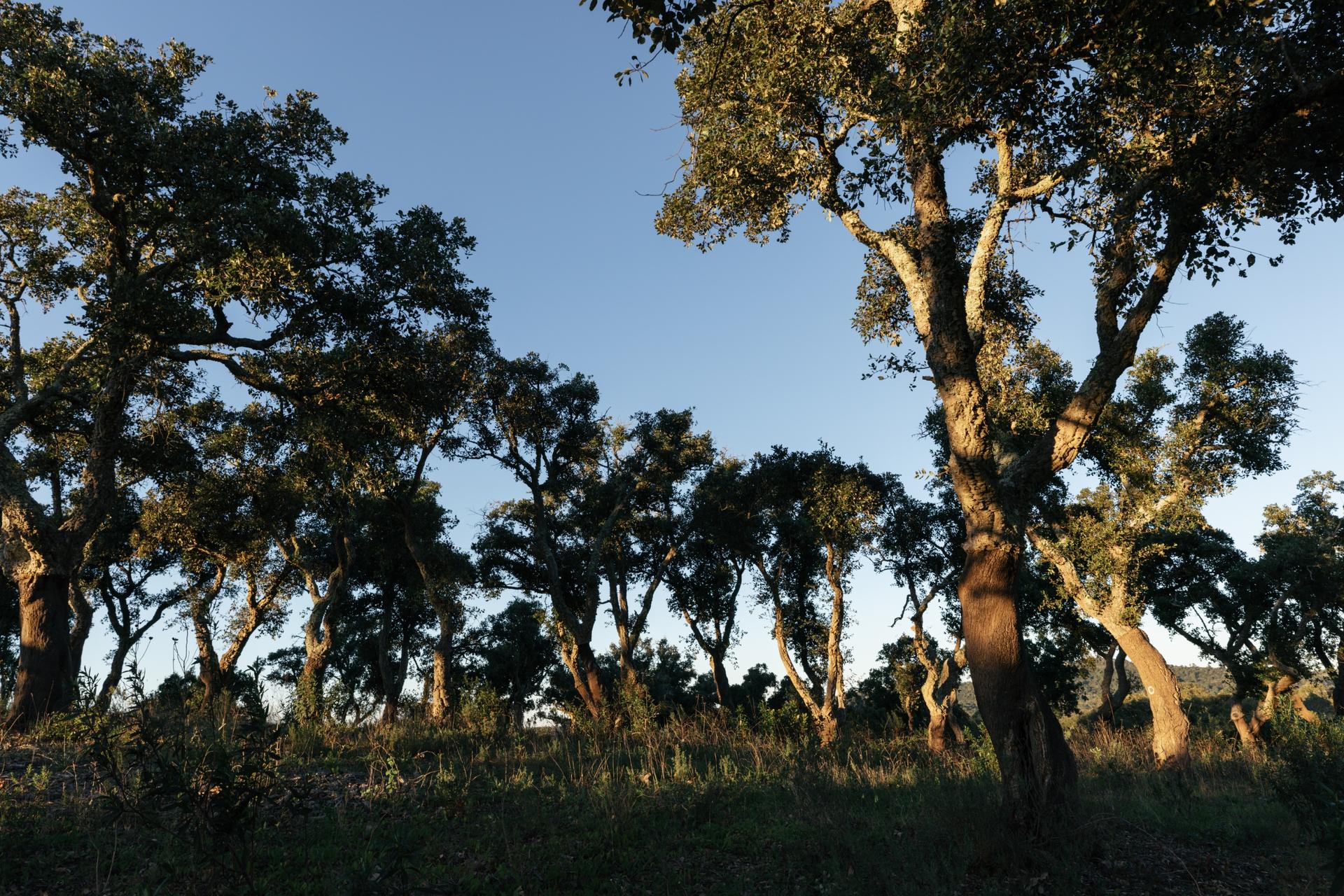 Land in Santiago do Cacém — photograph 4